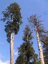 South AmericaÂ´s oldest, tallest trees; the alerce pine.